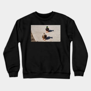 Male and Female Mallard Ducks Waiting On a Sidewalk Crewneck Sweatshirt